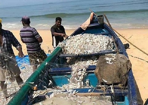 TN says traditional boats can venture into sea, mechanised boats to follow 60-day ban