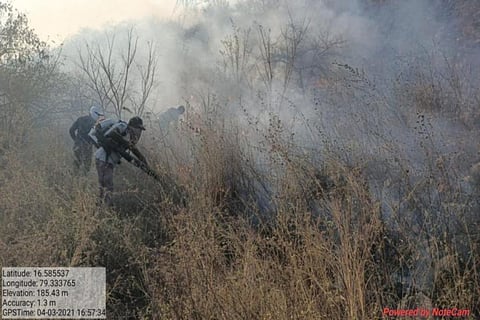 Forest fire