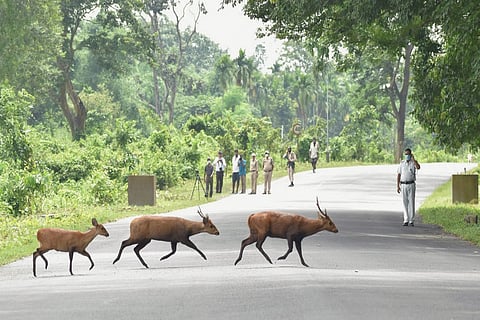 Deers on the road