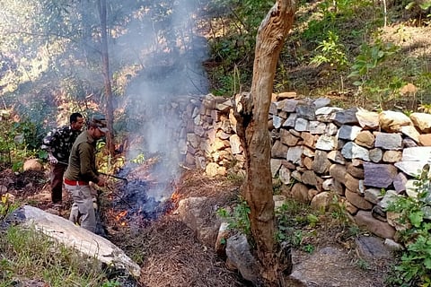 How foresters are protecting wildlife and forests during lockdown