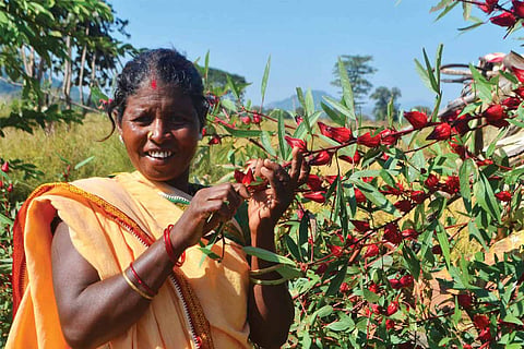 Woman standing posing near an edible plant for the Forgotten Foods Calendar by Sahaja Samrudha