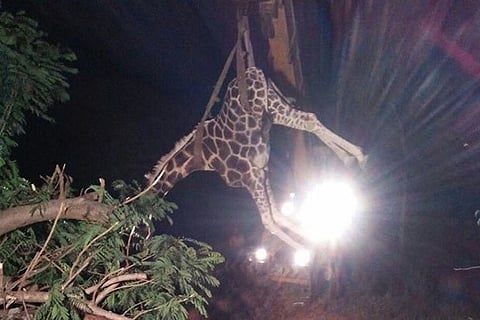Giraffe suffocates to death at Chennai’s Vandalur zoo, inexpert handlers to blame?
