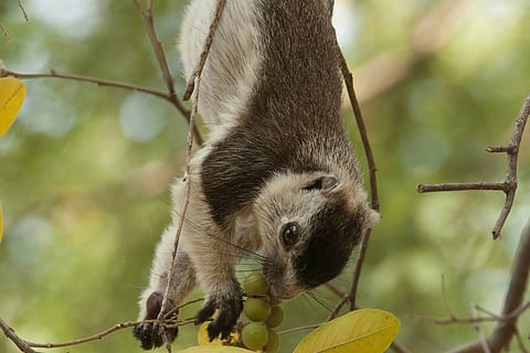 The endangered grizzled giant squirrel