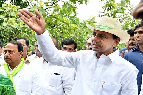 Haritha Haram: 266 cr saplings planted in 8 yrs in Telangana, how many survived?