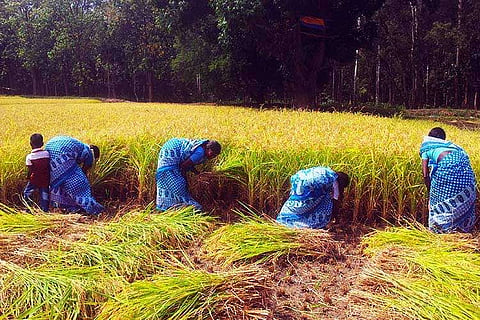 Back to the roots: Siruvani's Irula farmers return to organic farming and reap a great bounty