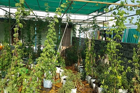 How gardening has emerged as a favourite pastime for many amidst lockdown