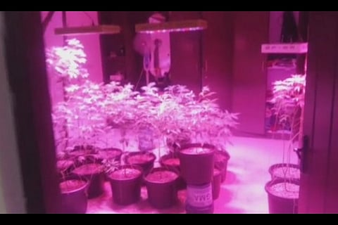 Video: Hyd man turns 3BHK home into ganja cultivation centre, 40 weed pots seized
