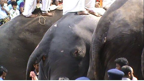 Armed with evidence of gaping wounds on elephants used in Thrissur Pooram, NGO approaches Centre
