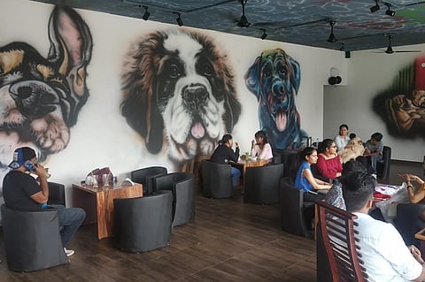 Mangaluru dog lovers, a new cafe welcomes humans and their four-legged friends alike