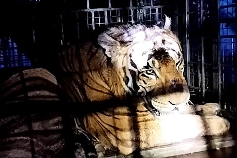 Tiger that killed 10 cows in Kerala captured