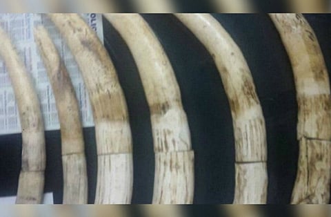 Bengaluru cops bust ivory-smuggling racket, 6 including a DMK man held