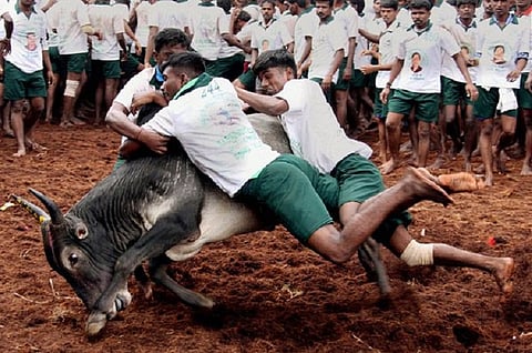 Jallikattu organised in Andhra despite warning by police