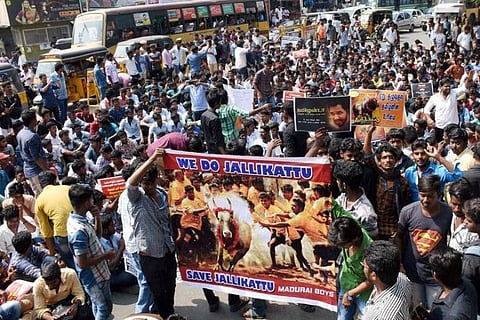 Jallikattu: Why the campaign must appeal to Indian govt and judiciary, not just attack PETA