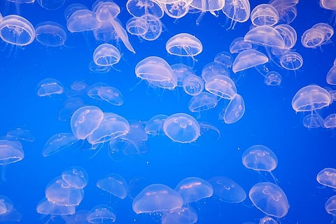 Representational image of a jellyfish