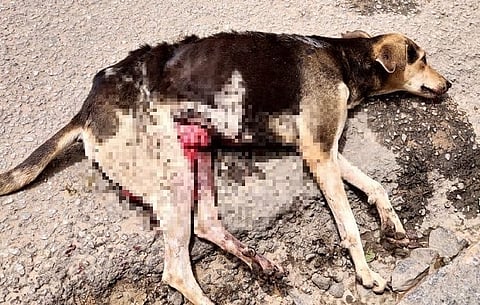 Shoddy birth control plan by BBMP is putting Bengaluru’s stray dogs in danger
