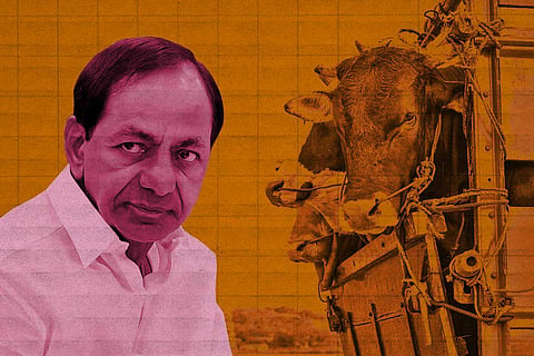 Telangana Chief Minister KCR, cows being transported in a truck