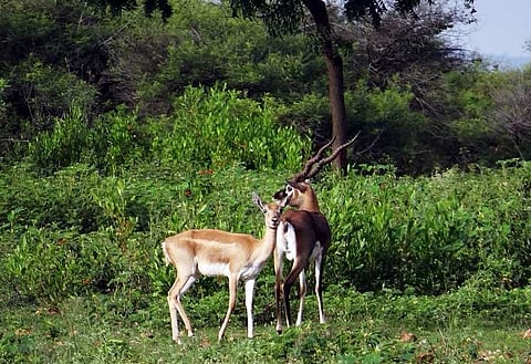 Three held for killing endangered blackbucks in Karnataka