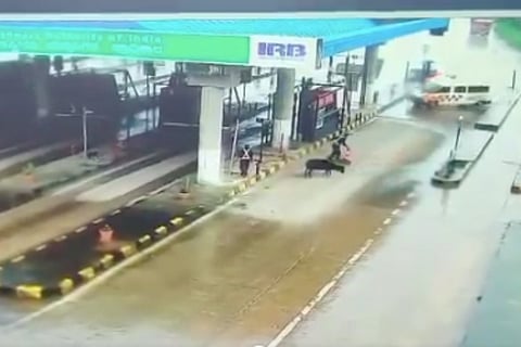 Screengrab of Karnataka ambulance accident shows a cow sitting on the road