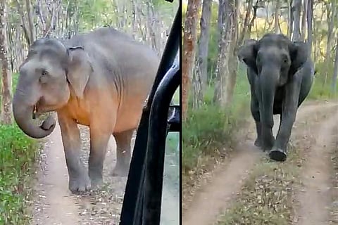 A collage of two screenshots showing tourists on a safari tour in BR Hills, Karnataka caught between two elephants