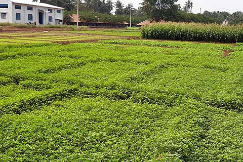 Kovai-based Keeraikadai is approaching farming with science and logic