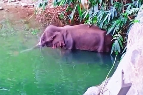 Kerala pregnant elephant dying
