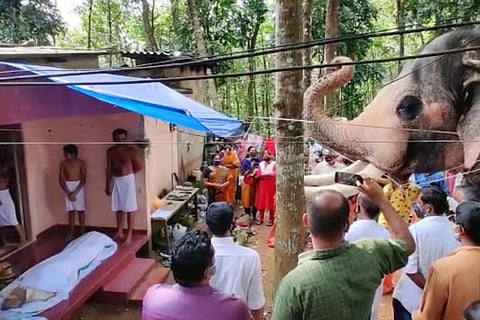 Brahmadathan, an elephant, pays tribute to his mahout at his funeral in Kerala