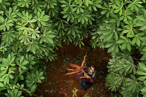 An aerial view of tapioca farmer Palakuzhiyil Prasad, who is standing in the middle of the farm holding a bunch of tapioca
