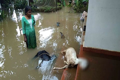 Receding water leaves behind hundreds of animal carcasses in flood-hit Kerala