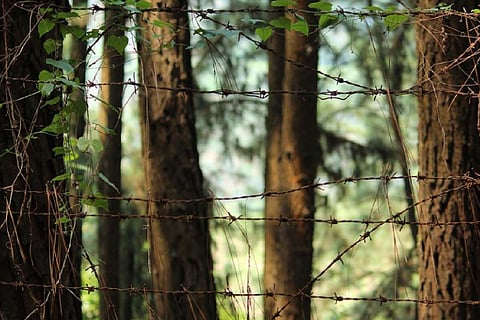 Barbed wires in front of trees