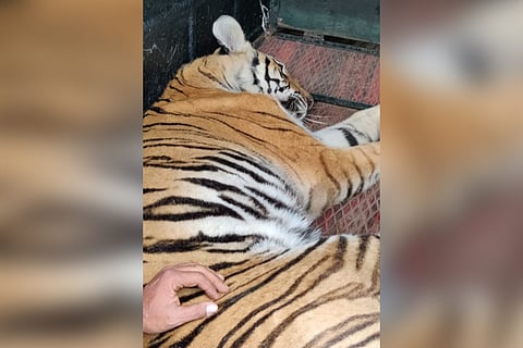 Tiger