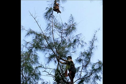 A man from Kerala helped rescue birds in distress and died doing so