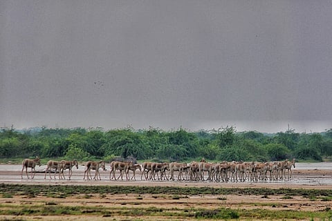 Horse safaris and desert beauty: Exploring the Little Rann of Kutch in Gujarat