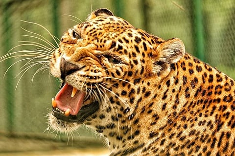 How a 60-year-old saved another senior citizen from a leopard in a Karnataka village