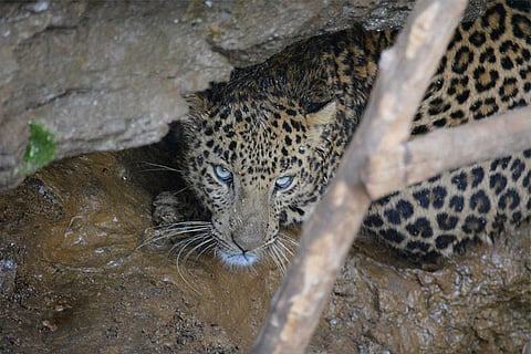 Leopard sighted in Bengaluru factory campus, captured and relocated to Bannerghatta