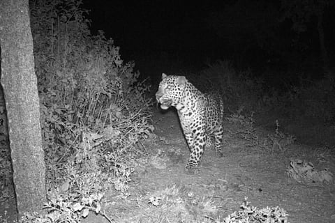 Leopard