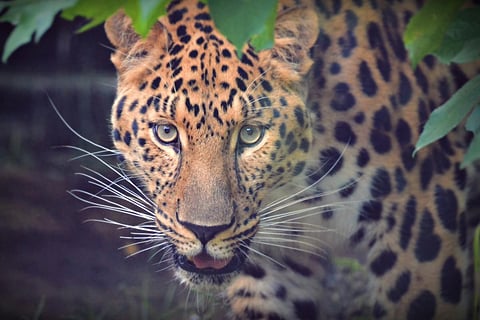 12-year-old boy in Mysuru escapes leopard attack by poking it in the eye