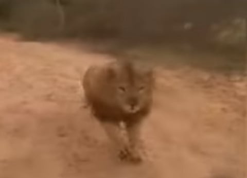 'It was provoked': Forest official on viral video of lion chasing K'taka zoo visitors