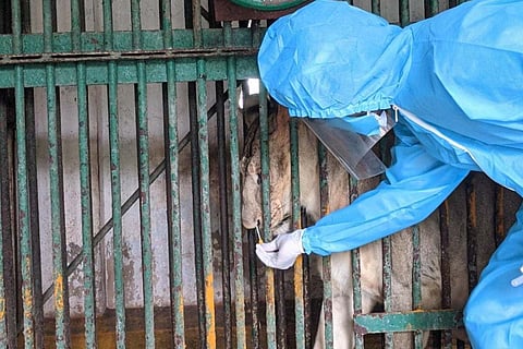 A zookeeper wearing PPE takes a nasal swab of a lioness at Vandalur zoo