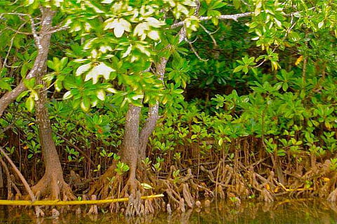 Mangrove Conservation project kicks off in Kerala