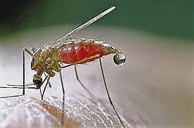 India aims to eliminate malaria by 2030 but drug resistant strains pose a challenge