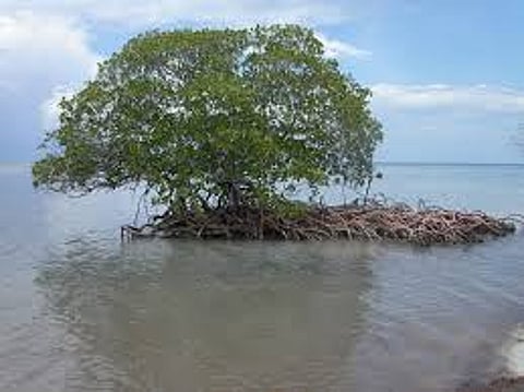 Indonesia's vast mangroves are a treasure worth saving