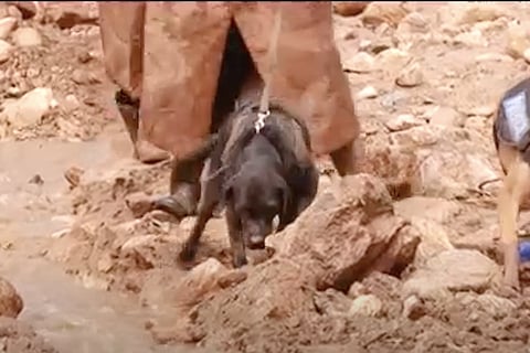 Belgian Malinois