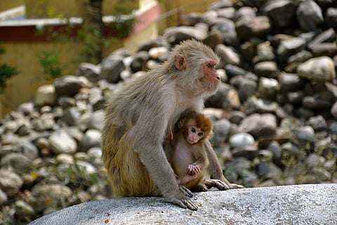 Monkeys