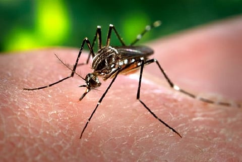 How Chikungunya got its name, and was a potential biological weapon