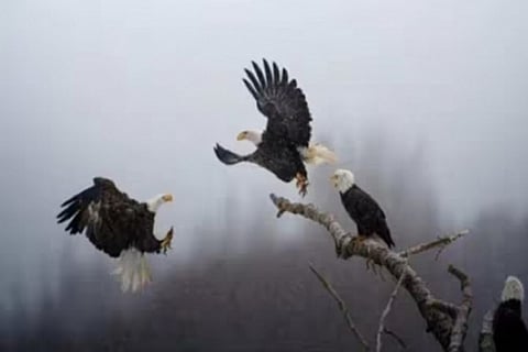 Karthik Subramaniam's photo of a trio of bald eagles that won National Geographic ‘Pictures of the Year’