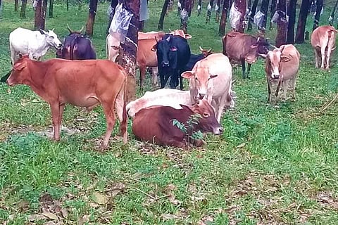 Periyar cows