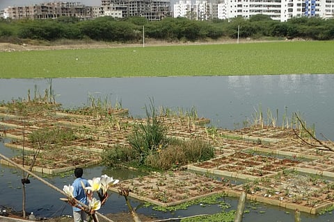 With 3,500 saplings, floating islands help rejuvenate Hyd Neknampur Lake