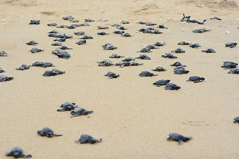 Olive Ridley turtle