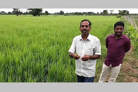 How coastal farmers in Tamil Nadu are tackling soil salinity with innovative measures