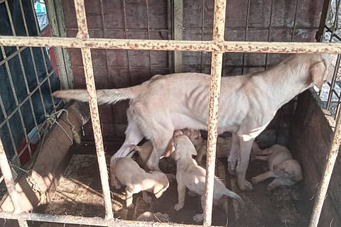 Two breeding centres keeping dogs in poor conditions busted in Thiruvananthapuram
